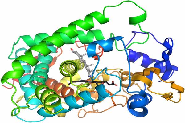 Tìm hiểu: Enzyme là gì?
