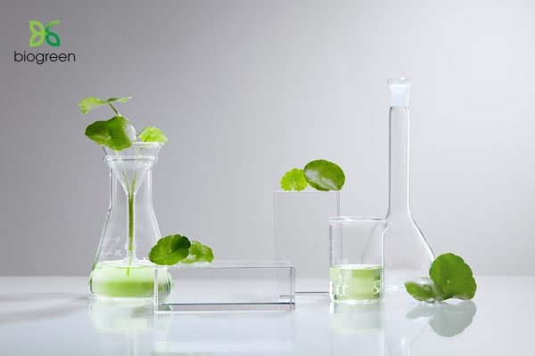 Chiết xuất dược liệu vẻ đẹp bền vững tự nhiên